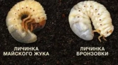 Різниця між личинками бронзи і травневим жуком
