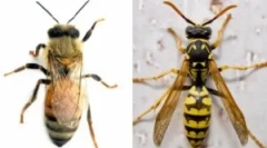 Відмінності бджоли з оса