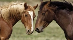 Ослаки для коней