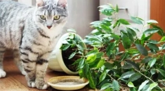 Кішки для дому та внутрішніх дворів: огляд готових виробів та інструкцій, як зробити