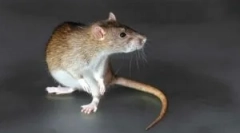 Пасти з гризунів з ефектом mumfing