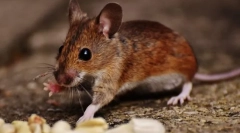 Склеювання гризуна