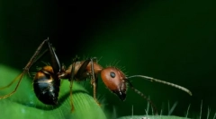 Комахи загони