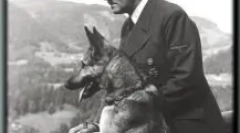 Дауфман шеперд: хто вона є