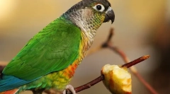 Овочі для папуг