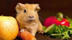 Овочі в дієті морської свинки