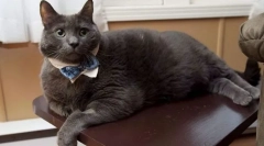 Ожиріння в кішок