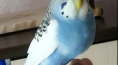 Ожиріння по папуга, причини, лікування