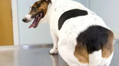 Ожиріння в собак: причини, симптоми, лікування