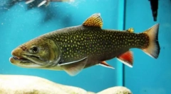 Американська палія