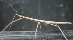 Хігрітарний примх