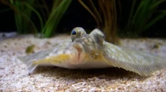 Фалус: цікаві факти з життя незвичайної риби