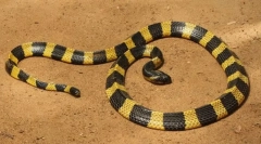 Pama (дитяча стрічка)