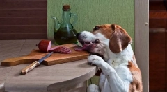 Панкреатит у собак: причини, ознаки, лікування, профілактика