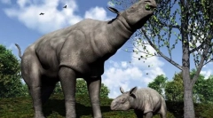 Парацераурень