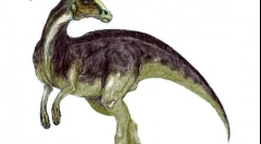 Парасаволофус