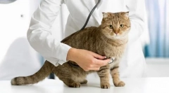 Паразити в кішці