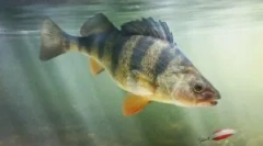 Паразити в морських і річкових рибах