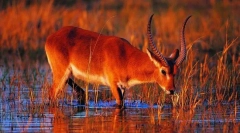 Номер тварин