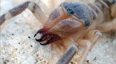 Павук фаланга