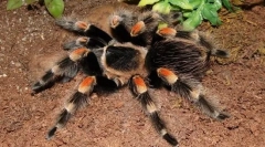 Павук-птах мексиканське червоне вино