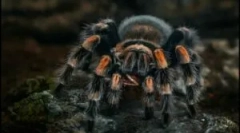 Spiderman: види та особливості