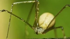 Павук сенакерс загальний або косядка