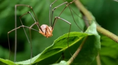 Павук senokosets