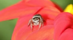 Spider jackun: особливості та значення в екосистемі