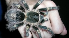 Павуки-птахи