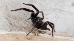 Павуки в будинку: де приходять і чому