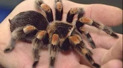 Павуки в будинку