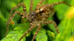 Павуки вовки - хто вони є?