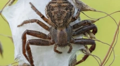 Пуківський. Будівництво та особливості