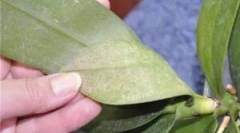 Ceutain та shell tick на орхідеї