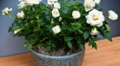 Галочка погода на саду та кімнаті