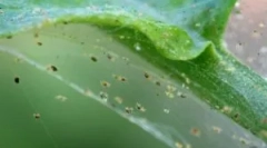 Веб-галочка: опис, типи та місця проживання