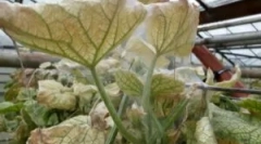 Брукована кліща в теплиці