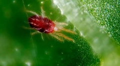 Брукована кліща