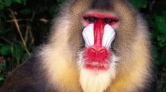 Павільйони