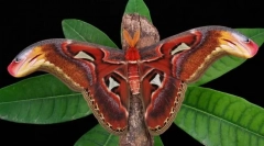 Pavlinagrafeast atlas