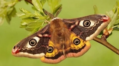 Павлін-очевая малая