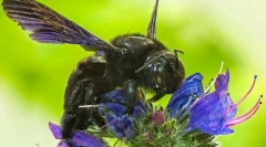 Бджола тесляр