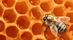 Бджолиний віск