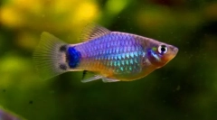 Пейкілія (поеколія)