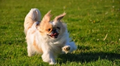 Pekingese (фото): добрий, присвячений і гордий собака для люблячих власників