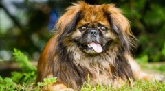 Пекінський