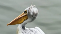 Пелікан-подібні птахи