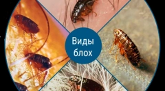 Чи передає бліхи до людей від тварин?