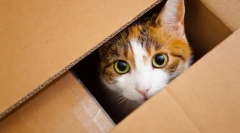 Переміщення кошеня до нового будинку